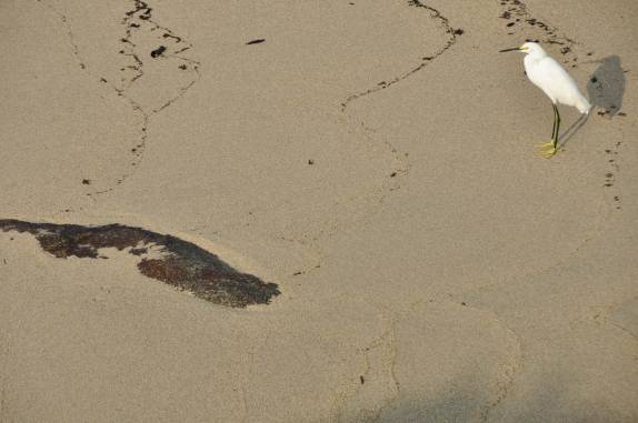 Nem só pessoas frequentam as praias de Cabo San Juan, no Parque Nacional Tayrona, no litoral norte da Colômbia
